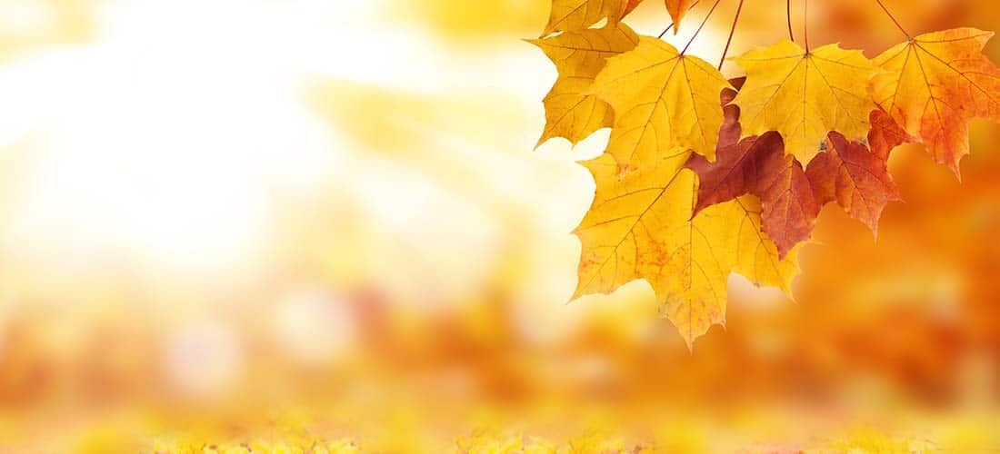 South Holland IL Fall Clean Up