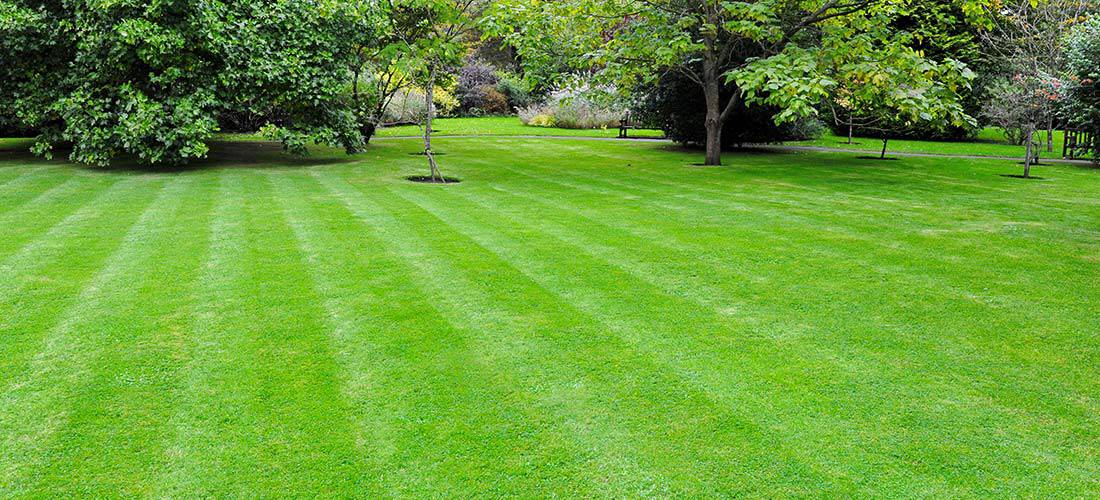 South Holland IL Lawn Care
