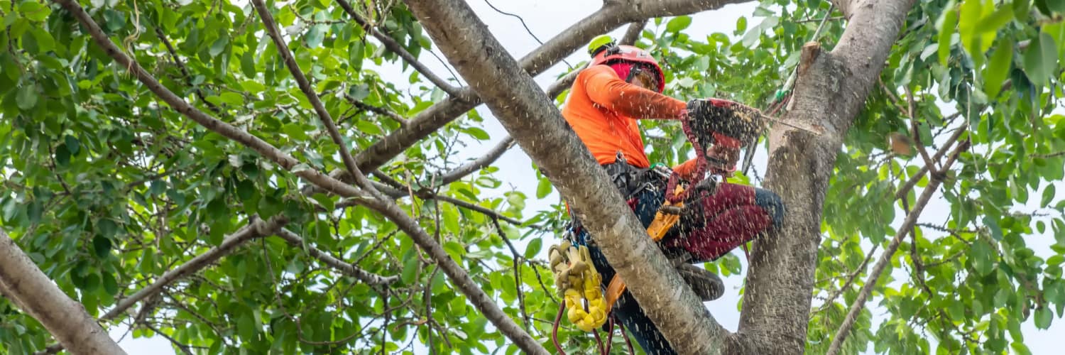 South Holland IL Tree Trimming