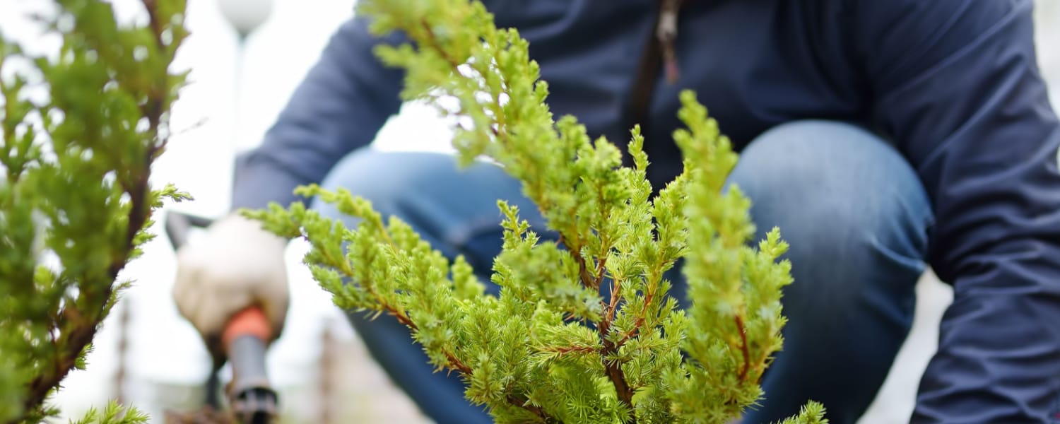 Tree and Shrub Plantings